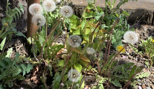 初節句が終わり、久しぶりにのんびり